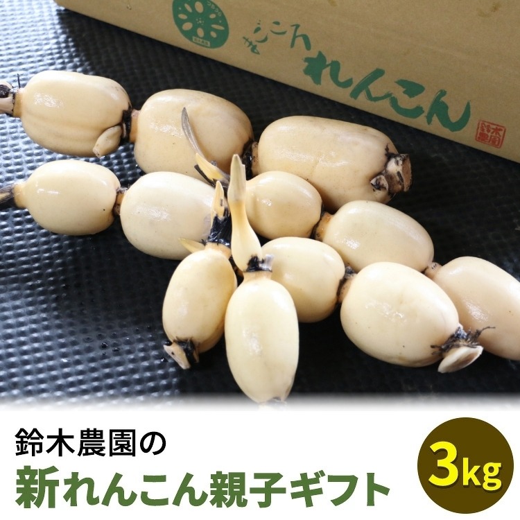 鈴木農園の新れんこん親子ギフト 3kg ※離島への配送不可 ※2025年11月上旬～12月中旬頃に順次発送予定