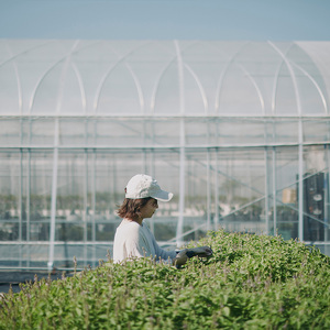 ハーバルティー レモングラス ティーバッグ 10個入り ｜ ハーブティー ティー ティーパック カフェインレス ノンカフェイン KINTO