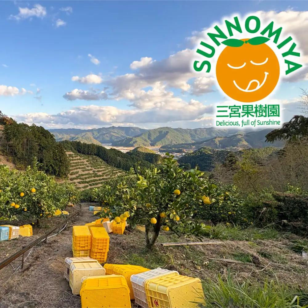 【先行予約】三宮果樹園の土佐文旦 ご家庭用Lサイズ 3kg〈2027年2月14日から2027年3月15日発送〉高知県 土佐市【三宮果樹園】[BQAP009]