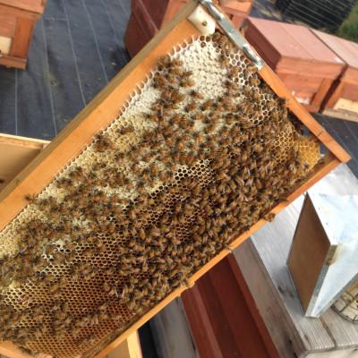 ふるさと納税 稲沢市 椿はちみつ　200g　2本セット |  | 01
