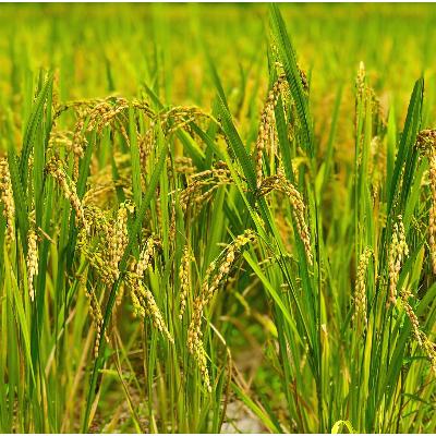 ふるさと納税 大網白里市 新米【令和7年産】2年連続特A評価!　千葉県産コシヒカリ10kg無洗米(5kg×2袋) |  | 03