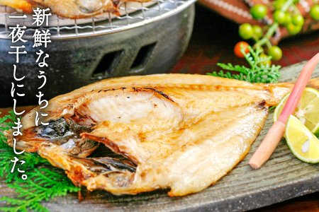 のどぐろ一夜干し 2尾 【4回定期便】【1尾あたり101～120g 2尾 のどぐろ干物 8枚 のどぐろ ノドグロ あかむつ アカムツ 新鮮 干物 一夜干し 個包装 小分け 真空パック 冷凍 贈答 父の
