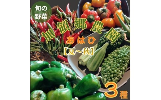 130002　高知の自然の恵みたっぷりこだわり野菜ボックス(夏～秋)  お野菜 季節 野菜 旬 新鮮 産地直送 露地 詰め合わせ やさい おいしい 自然 セット 旬の野菜