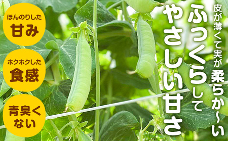 うすいえんどう 約2kg 湯川農園《1月末-5月上旬頃出荷》和歌山県 日高川町 旬 新鮮 豆うすい グリーンピース 和歌山特産 豆ごはん 送料無料 ほくほく 甘い