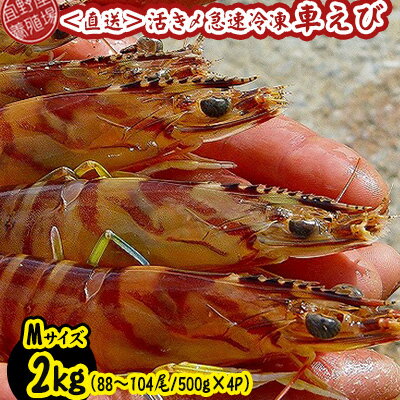 【ふるさと納税】【養殖場から直送】活き〆急速冷凍車えび　Mサイズ　約2kg（88～104尾/500g×4P） 車海老 海鮮 魚介類 海産物 シーフード お取り寄せ 美味 料理 クルマエビ くるまえび 塩焼き フライ 天丼 お刺身 フリット 蝦 ゆで 送料無料 沖縄県産 たまや