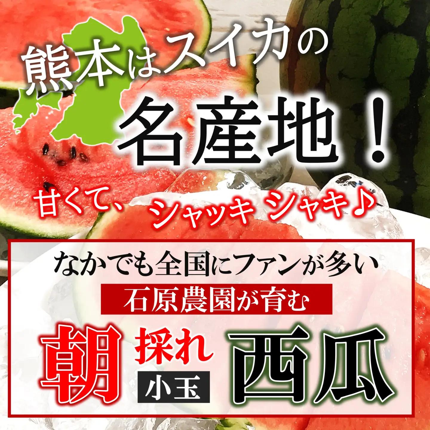 小玉 スイカ （ 赤色 ）2玉 熊本県和水町産 【2026年（令和8年）4月中旬頃から順次出荷予定】  すいか 西瓜