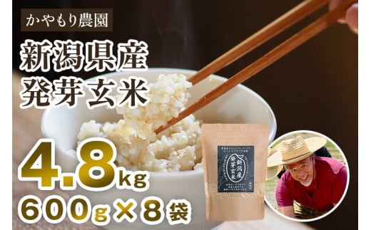 【令和7年産】[発芽玄米] 新潟産 発芽玄米4.8kg（600g×8袋）《9月下旬～順次出荷》 新潟米 新潟県産 かやもり農園