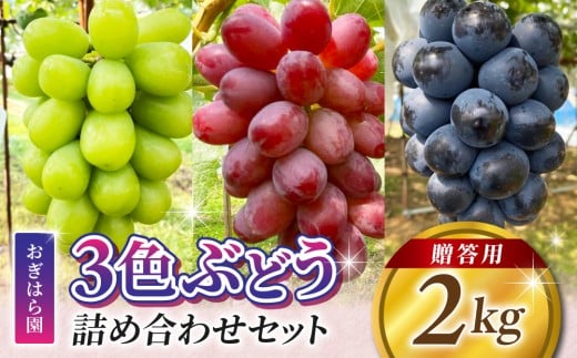 【おぎはら園】農家直送！贈答用3色ぶどうの詰め合わせセット 2kg（4～5房）｜シャインマスカット、種なし巨峰、ナガノパープル 、クイーンニーナ、クイーンルージュ®など　※2025年9月中旬～10月上旬順次発送
