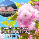 【ふるさと納税】 ＜ 新ひだか町 に新たな 桜 の 名所 を ＞ あなた だけの 桜の木 オーナー 権 桜 さくら 八重桜 牡丹桜 キャンプ BBQ バーベキュー アウトドア 北海道 新ひだか町 三石 まつもと牧場