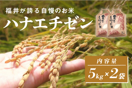 【ふるなび限定！200袋限定販売！！】＜2025年10月以降 順次発送予定＞令和7年産  ハナエチゼン　通常便（1回配送）計10kg（5kg×2袋）