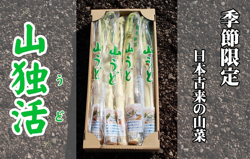 
            シャキシャキ！春の山うど　２Ｌ　５本（１月からお届け）
          