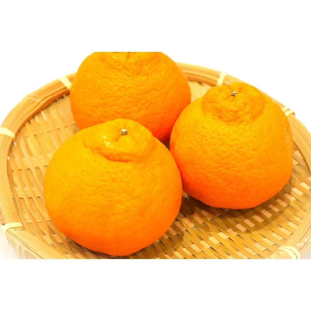 【瀬戸内マルシェが選ぶ】デコポン　約2kg　5－12玉（3月上旬以降発送）
