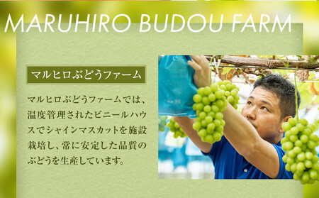 914.【先行予約】シャインマスカット 訳あり 家庭用 鳥取砂丘地産 2.8kg（350g×8パック） ※離島への配送不可 ※2025年8月下旬頃～10月下旬頃に順次発送