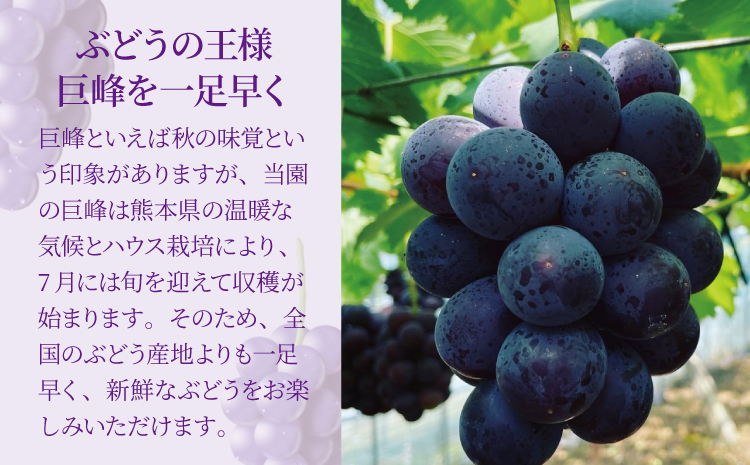 7月のぶどう屋さん 種なし巨峰 4房入り 1.5kg 松川果樹園 種無し巨峰 種なし たねなし きょほう ぶどう 葡萄 熊本県 宇城市産 冷蔵 送料無料 2025年7月上旬～2025年8月上旬発送予定