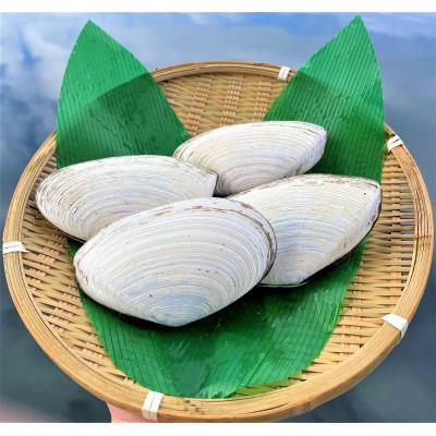 ふるさと納税 斜里町 知床斜里産　しろかい(約32〜34枚)約3kg |  | 02