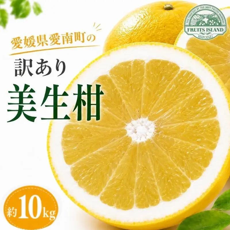 訳あり 美生柑 みしょうかん 約10kg 河内晩柑 かわちばんかん 柑橘 愛媛 愛南 マルエム直販