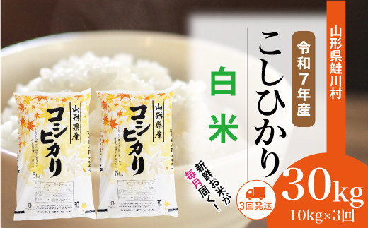 ＜令和7年産米＞ 鮭川村 こしひかり 【白米】 定期便 30kg （10kg×1ヶ月間隔で3回お届け）＜配送時期選べます＞