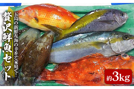 贅沢鮮魚セット（エラ・内臓処理済） 五島市 / 五島FF [PBJ006] 鮮魚 魚介 刺身 魚 冷蔵