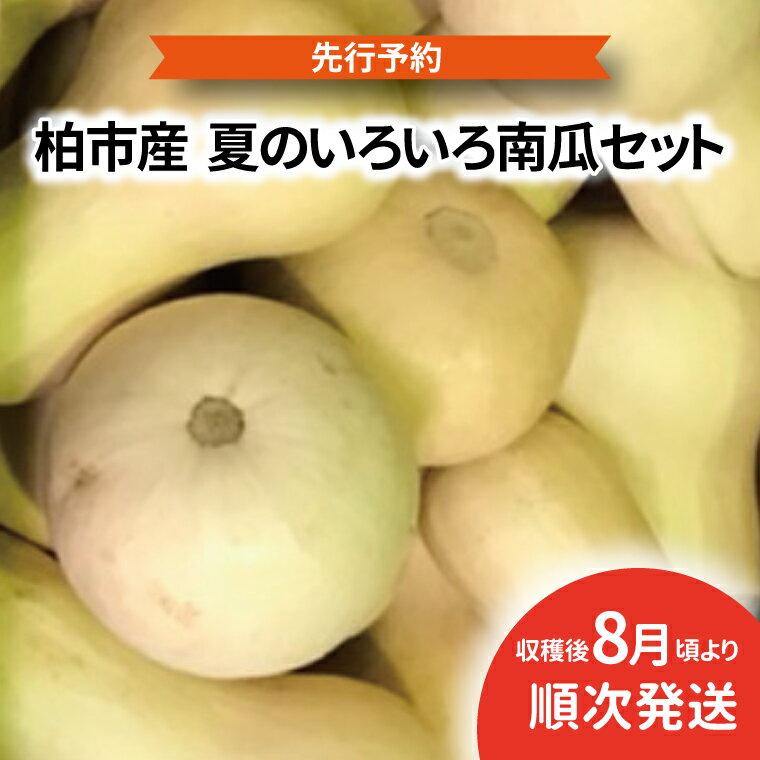 【ふるさと納税】【先行予約】【2025年8月発送】 かぼちゃ セット 野菜 国産 旬 南瓜 カボチャ カボチャ パンプキン 大量 千葉県産 柏市産 予約 おいしい プレゼント 贈り物 取り寄せ おすすめ バターナッツ コリンキー 坊っちゃん南瓜 黒南瓜 プッチーニ 大量 産地直送