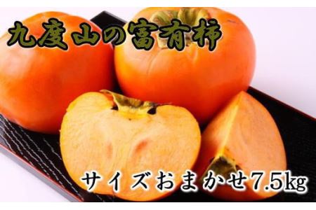 【柿の名産地】九度山の富有柿約7.5kgサイズおまかせ※2024年11月上旬～2024年12月上旬頃に順次発送【tec403A】