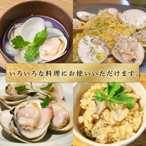  訳あり はまぐり 2kg 砂抜き 【 はまぐり 】