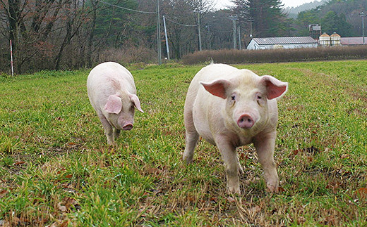 自社栽培の杜仲茶を微粉末にして飼料へ加えているのが特徴