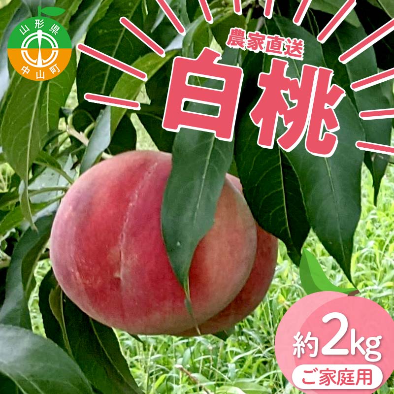 【ふるさと納税】 【ご家庭用】令和7年産 先行受付 農家直送「白桃」約2kg(4～7玉) 品種おまかせ 山形県 中山町 F4A-0955