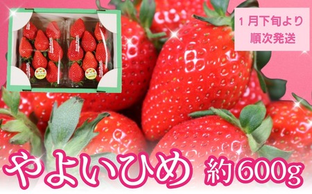 いちご やよいひめ 約300g×2パック 計600g 先行予約【1月下旬～4月下旬に順次出荷予定】 