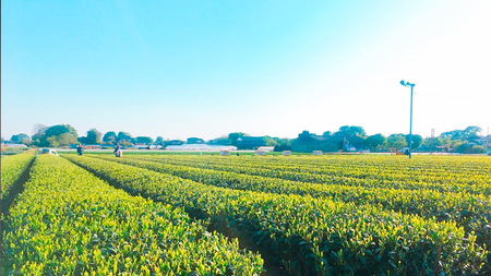 【数量限定】令和7年産 新米 コシヒカリ 10kg 玄米 煎茶 セット