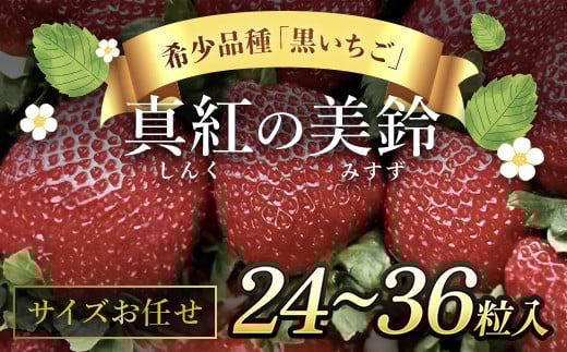 【先行予約】【2025年12月中旬より順次発送】希少品種 黒いちご 真紅の美鈴 サイズお任せ 24粒～36粒 SMAN014