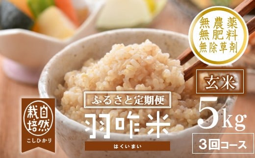 先行予約 定期便 新米 数量限定 令和7年産 新米 5kg × 3回 計 15kg 玄米 コシヒカリ 羽咋米 自然栽培米 玄米 農薬不使用 羽咋 米 能登 こしひかり こだわり 石川県産 環境 こめ コメ お米 2025年産 おこめ R7 ご飯 ごはん 送料無料 数量 限定 ギフト 新米 予約 ふるさと納税 能登 石川 羽咋 はくい