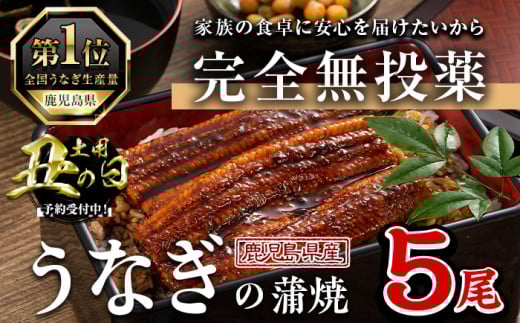 ＜丑の日先行予約受付中！＞鹿児島県産うなぎ蒲焼 (1尾あたり136g～155g×5尾、タレ・山椒付き) 鰻 かばやき 冷凍【西日本養鰻】B175-U