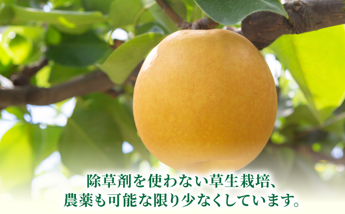 新高梨 6～10玉 （約5kg）