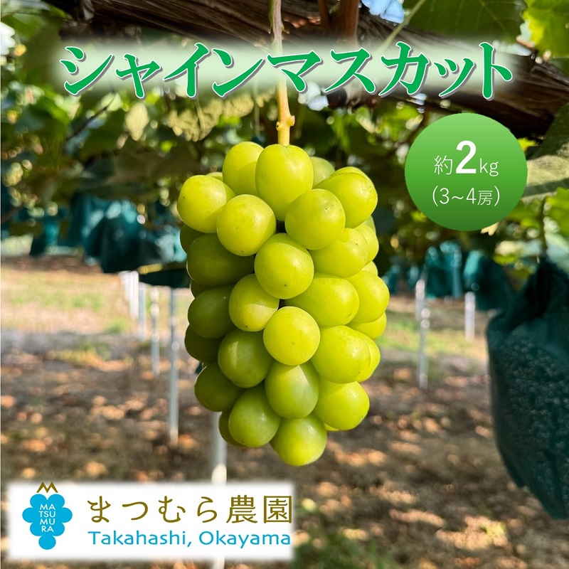 早期受付 ぶどう シャインマスカット 約２kg（3～4房）大粒  岡山県高梁市産 個装箱入り 葡萄 ブドウ 贈り物