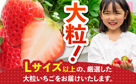 【12〜4月発送】農園直送「いちごさん・さがほのか」500g（約250g×2パック）【花祭果実】フルーツ 果物 くだもの イチゴ 苺 いちご 食べ比べ 食べくらべ 2品種 二品種 お試し 新鮮 農家直