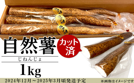 自然薯 約1kg(カット済)【※重量（約1kg）に合わせてお届け】【2024年12月～2025年3月ごろ発送予定】【 じねんじょ とろろ 山芋 自然薯下妻 自然薯茨城 自然薯とろろ 自然薯人気 自然薯カット 】