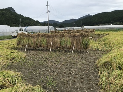 曽爾 水田サポーター制度 繋（つなぎ）​稲刈りコース ​( 2026年度お申込み用 ) // 田んぼオーナー お米オーナー 景観保護 米作り 水田作業 田植え 交流会 玄米3kg 体験 経験