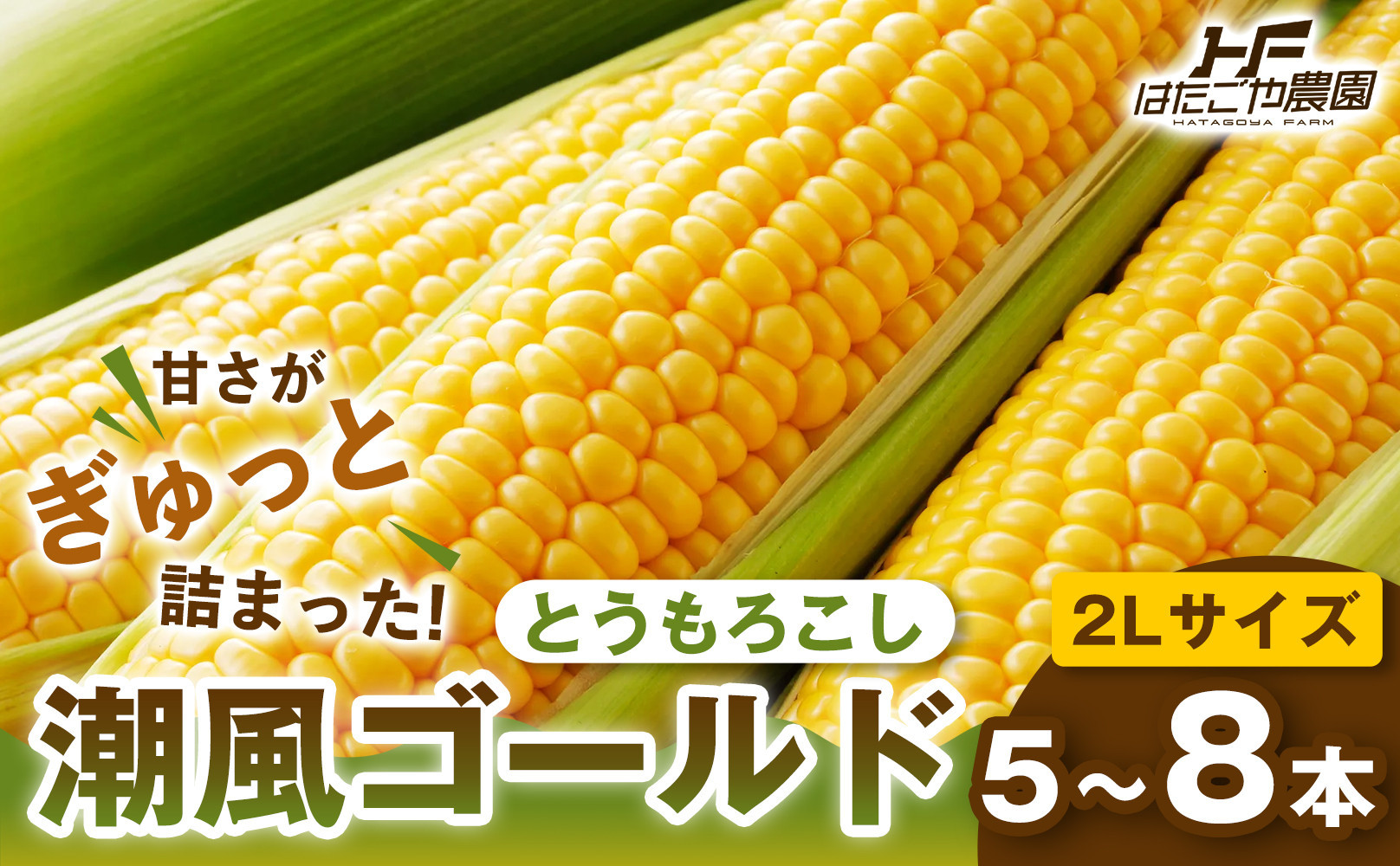 ［夏の味覚］潮風ゴールド 2Lサイズ 5～8本 1セット とうもろこし トウモロコシ ゴールドラッシュ 黄色 潮風ゴールド スイートコーン 茹でとうもろこし 白浜町