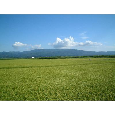 ふるさと納税 佐渡市 令和6年産　佐渡産コシヒカリ米「朱鷺の舞」(精米)10kg(5kg×2袋) |  | 03