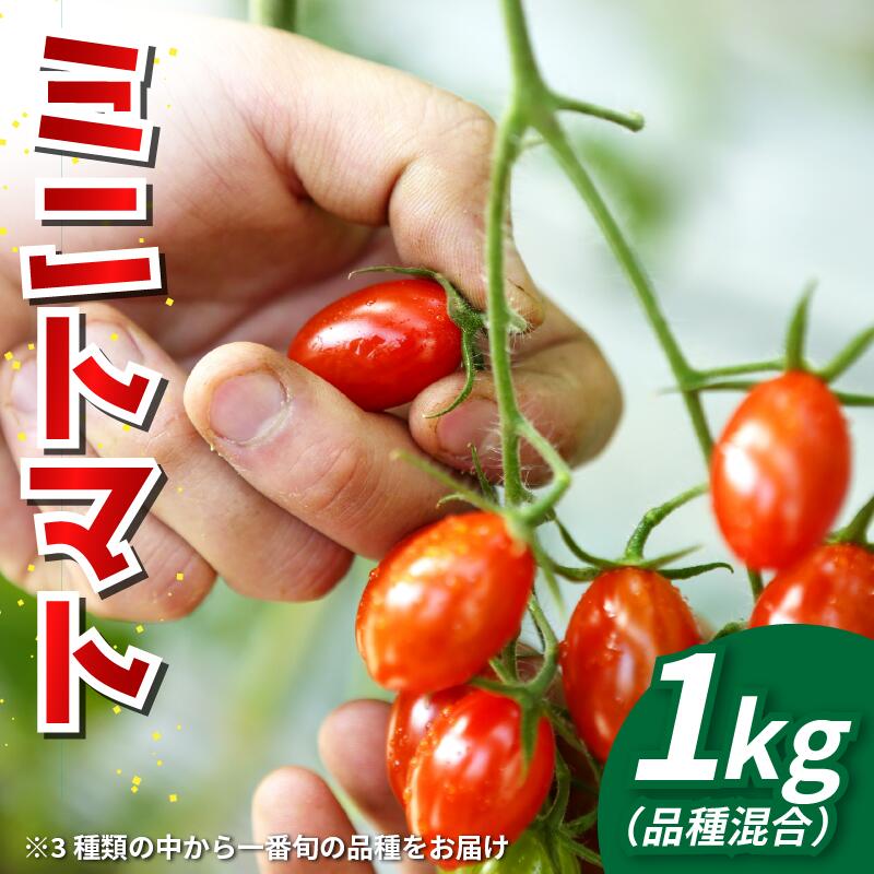 【ふるさと納税】 トマト ミニトマト 1kg フランティーノ アマイマリー チコ 野菜 やさい トマト ジュース パスタ スパゲティー ソース サラダ ドレッシング サンドイッチ ハンバーガー ピザ カレー お取り寄せ グルメ 先行予約 徳島県 阿波市 ヴェリタス株式会社