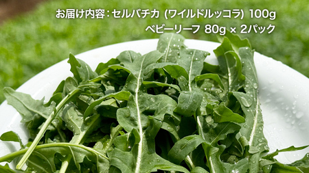 セルバチカ (ワイルドルッコラ) 100g と ベビーリーフ (80g × 2パック) の 黒澤農園 お試しセット ベビーリーフサラダ 生野菜 食べやすい 若葉 ファミリー 旬 新鮮 国産 彩り サラ