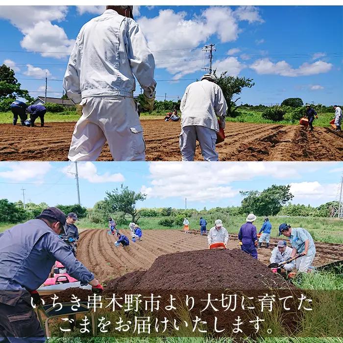 【先行予約】金ごま 国産 「くしきの金ごま」金ごま【数量限定】【00-073-01-SK】