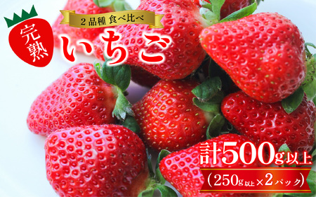 訳あり いちご 食べ比べ 2品種 セット 計500g (250g×2パック) 完熟 苺 家庭用 先行予約 