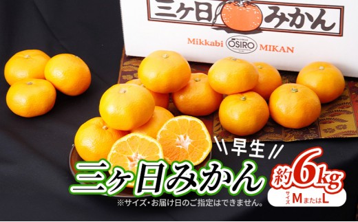 
            【2026年11月中旬より順次発送】 三ヶ日みかん 早生 6kg M～L 早生みかん みかん 蜜柑 ミカン 果物 くだもの 旬のフルーツ 旬の果物 季節のフルーツ 季節の果物 柑橘 柑橘類 静岡 静岡県 浜松市[№5786-5773]
          