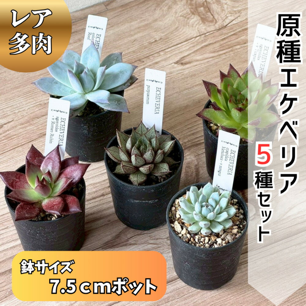【ふるさと納税】レア多肉・原種エケベリア詰め合わせ（5種類） / 植物 インテリア 苗 自然 ナチュラル 緑 栽培 趣味 【見元園芸】[ATHY001]