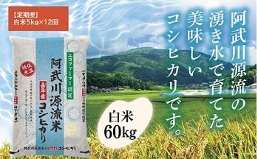 A115 【定期便】阿武川源流米コシヒカリ白米60㎏(5kg×12回)