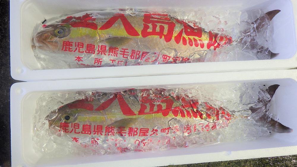 屋久島産 天然カンパチ 3～4kg前後