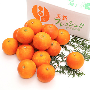 先行予約 ブラッドオレンジ 約3kg（15玉～25玉）【吉田レモニー】【2027年3月上旬-6月中旬発送】柑橘 フルーツ 果物