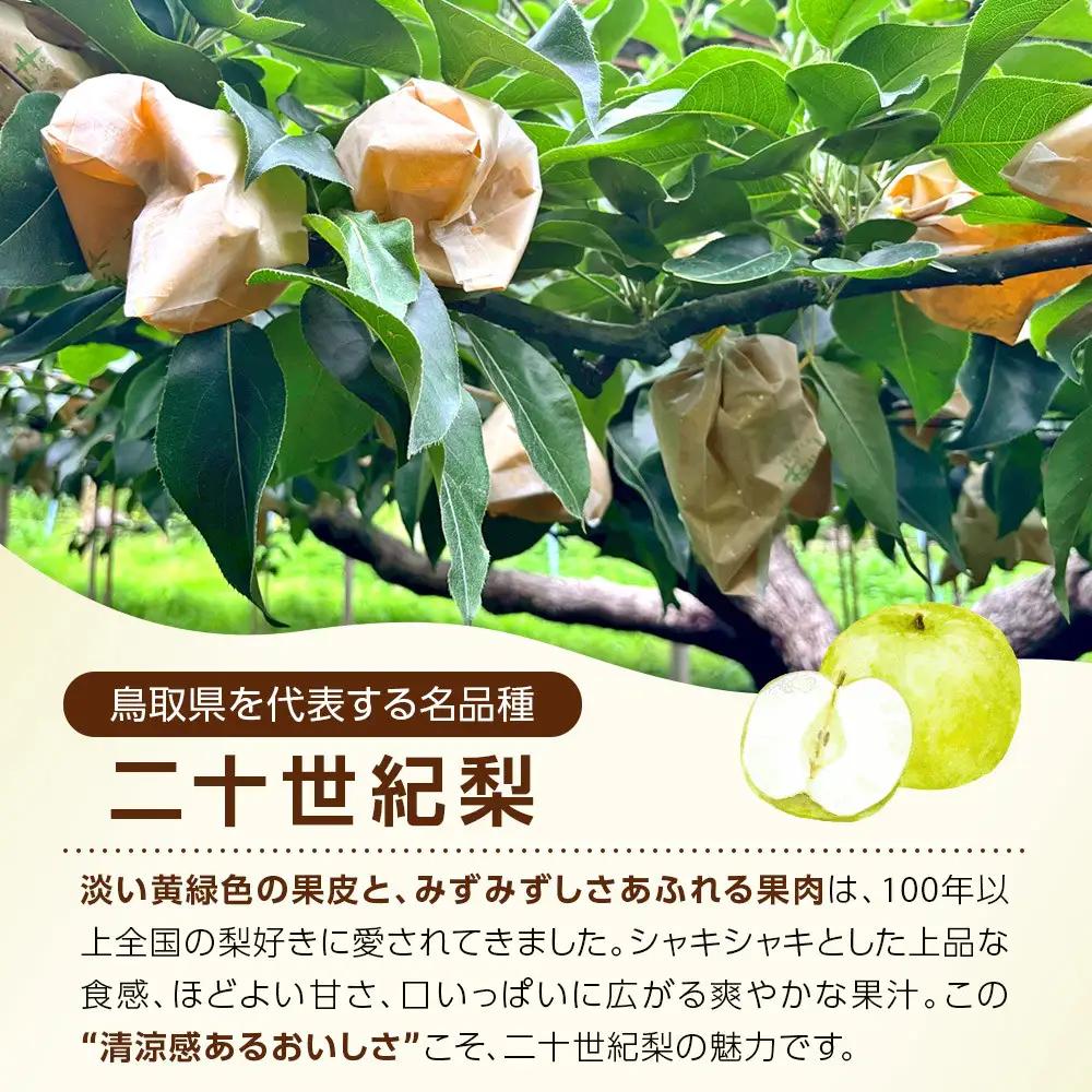 【先行予約】訳あり 二十世紀梨 5kg 梨