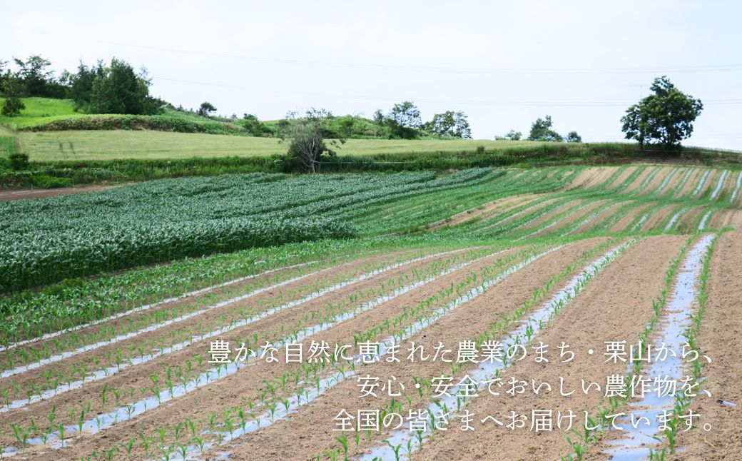 大地の恵み「とうもろこし2色セット」北海道産　7本